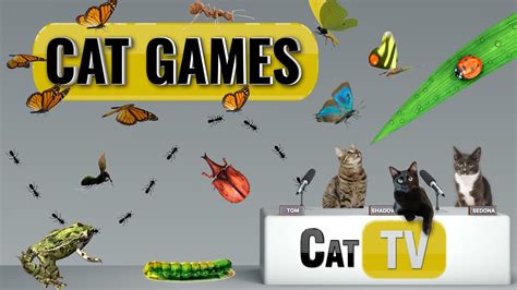 CAT Games | Ultimate Cat TV Bugs and Butterflies Compilation Vol 5 🪲 🐞🦋🦗🐜 | Videos For Cats to ...