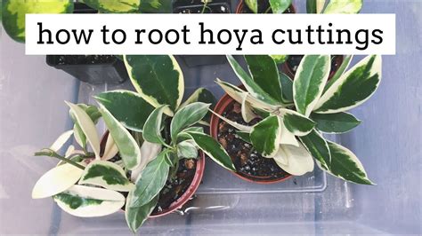 propagating hoya plants from cuttings! | simple and easy method - YouTube