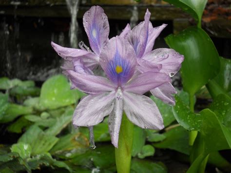 Water hyacinth,pond,hyacinth,aquatic,plant - free image from needpix.com