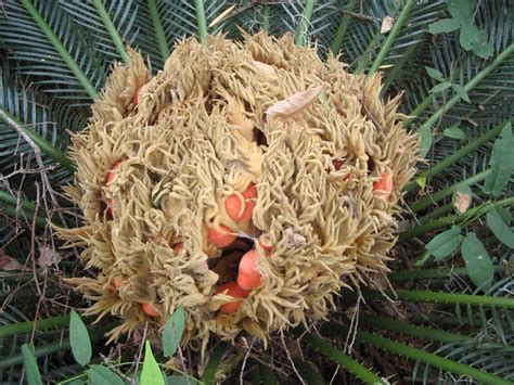 Sago Palm seeds | Explore fakebread's photos on Flickr. fake… | Flickr ...