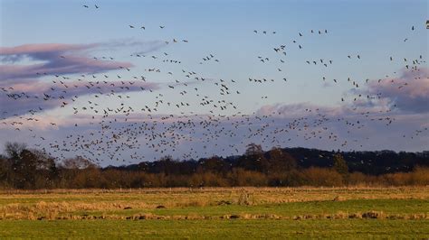 Des Oiseaux Oie Sauvage Migration - Photo gratuite sur Pixabay