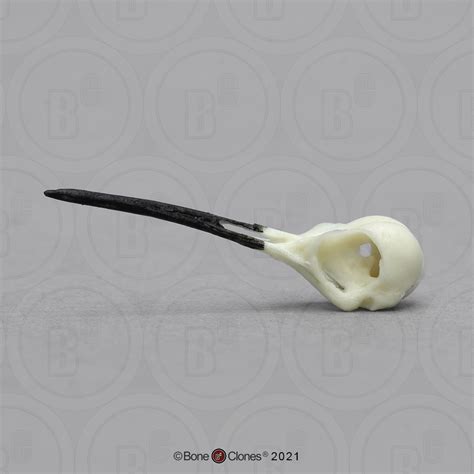 Ruby-throated Hummingbird Skull - Bone Clones - Osteological Reproductions