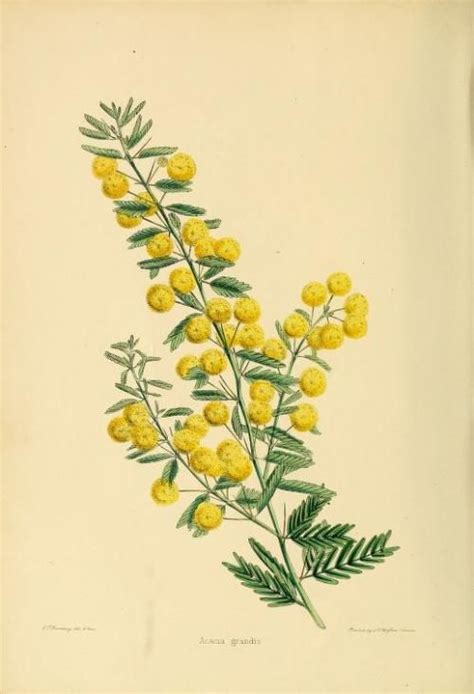 Heaveninawildflower - Acacia grandis. Taken from ‘The Gardener’s... Botanical Artwork, Botanical ...