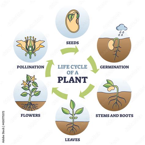 Life cycle of plant with seeds growth in biological labeled outline ...