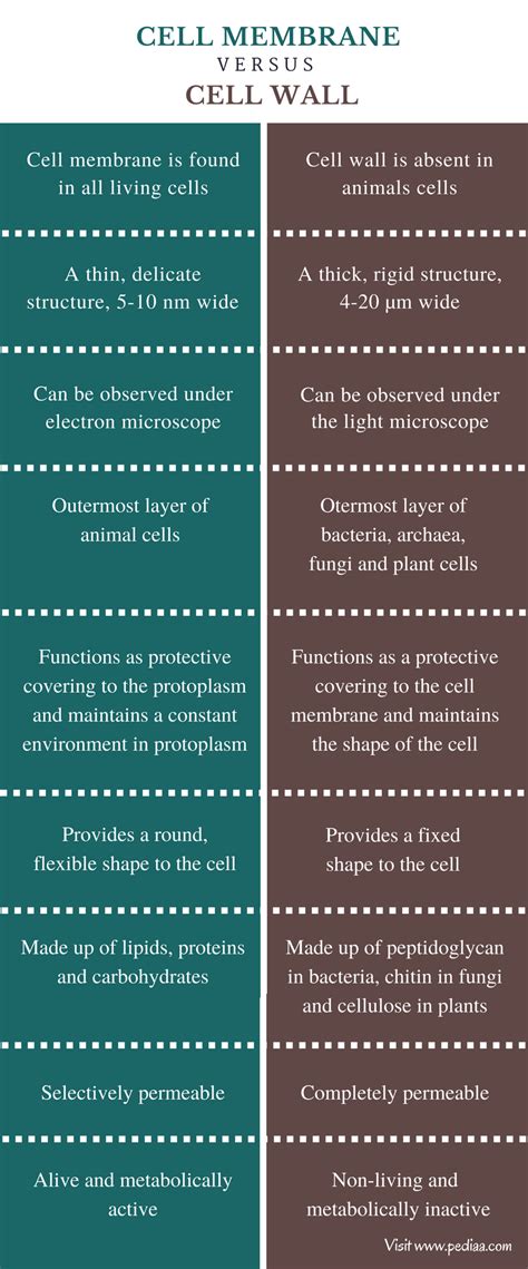 Difference Between Cell Membrane and Cell Wall | Structure, Composition, Function