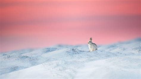 Year Rabbit – Bing Wallpaper Download