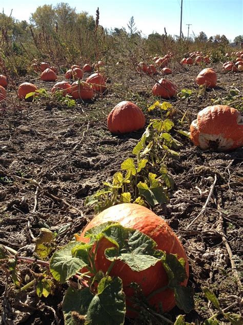 Pumpkins Field Autumn - Free photo on Pixabay