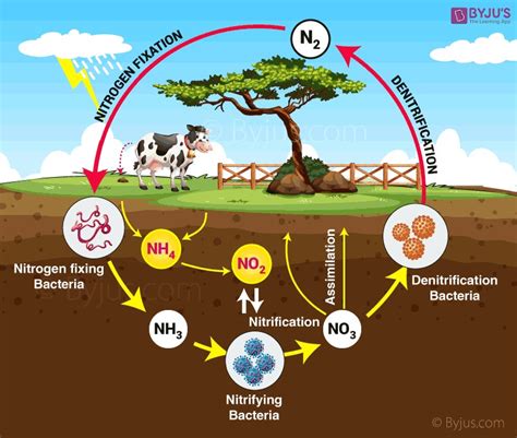 Quá trình Nitrat hóa hiệu quả nhờ bộ đôi Nitrosomonas và Nitrobacter