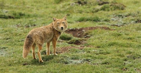 Tibetan Fox - A-Z Animals