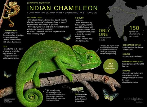 Indian Chameleon: Facts, Behaviour, Diet | Roundglass | Sustain