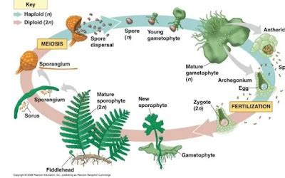 Karakteristik, Klasifikasi dan Siklus Hidup Tumbuhan Paku (Pteridophyta ...