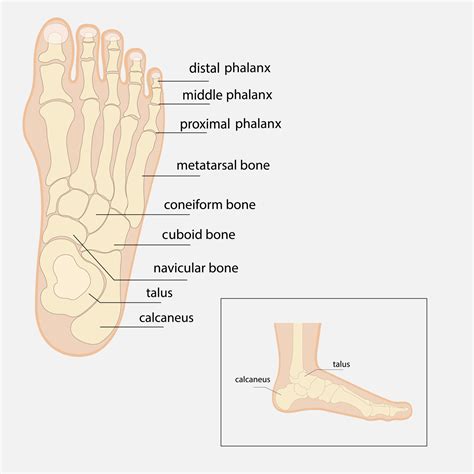 anatomie des os du pied humain croquis vecteur médecine orthopédique. squelette des phalanges ...