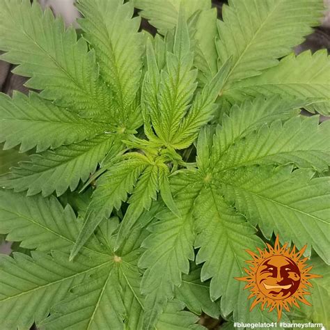 ! BLUE GELATO 41™ Cannabis Seeds | BARNEYS FARM®