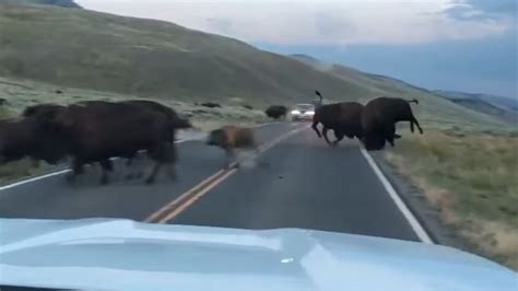 Bison Fight Causes Traffic Jam In Yellowstone | Unofficial Networks