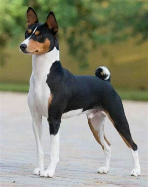 Tri-colour Basenji stance (1) | Basenji dogs, Dog breeds, Beautiful dogs