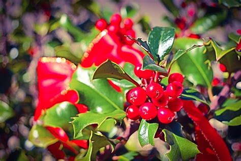 Holly Bush Plant Evergreen - Free photo on Pixabay