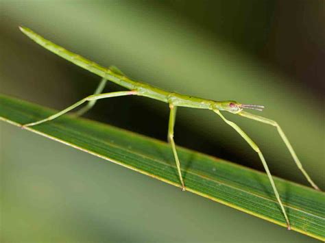 Walking Stick Insect Life Cycle Diagram