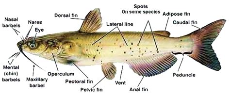 Labelled Diagram Of A Catfish Transborder Media - vrogue.co