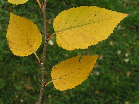 Native Trees of Indiana River Walk