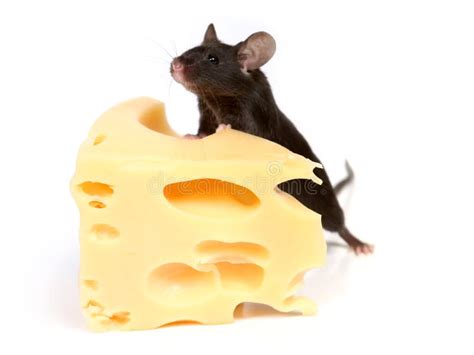 Mouse and cheese stock image. Image of background, mice - 1409417