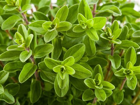 Tips For Growing Marjoram In Your Herb Garden