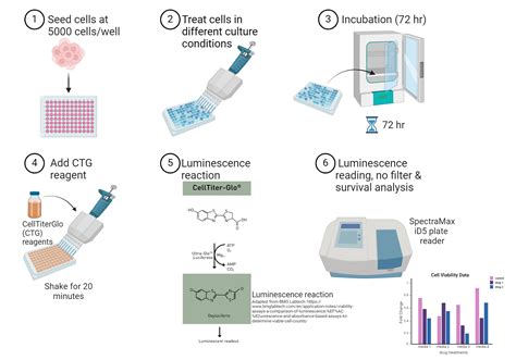 Cell Viability Measurement using the CellTiter-Glo (CTG) Assay | BioRender Science Templates