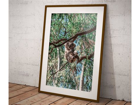 Sleeping Koala Australian Native Wildlife Photography Print - Etsy Australia