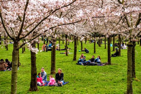 8 april Cherry Blossom Festival Amsterdamse Bos - Amstelveenz