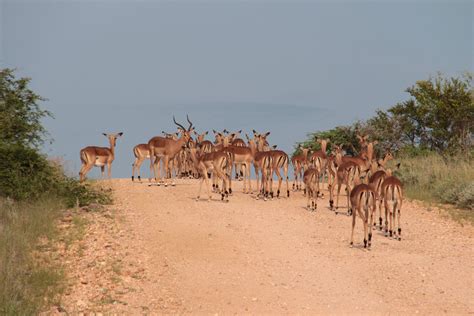 The largest park of ethiopian gambella national park wildlife safari ...