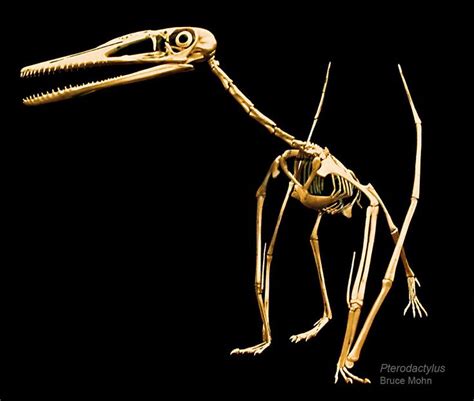 http://brantworks.com/resources/Skelmakers/Bruce_Mohn/Pterodactylus-skeleton-Bruce-Mohn-1000.jpg ...