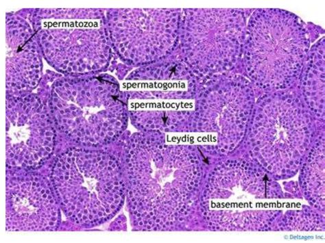 Histology of Testis by Dr Mohammad Manzoor Mashwani