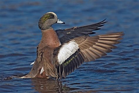 American Wigeon "Anas americana" | Boreal Songbird Initiative