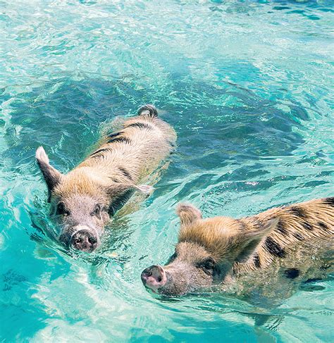 Exuma Bahamas Swimming With Pigs | Experiences | Bahamas Official Site