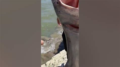 Inside the mouth of an American Paddlefish‼️🐟🎣🇺🇸 #nature #animals # ...