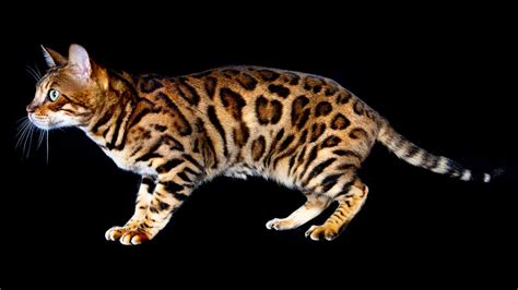 Bengal Cats Are Mini Leopard Hybrid Housecats | HowStuffWorks