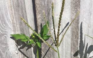 Crabgrass Seedheads | Hoot Acre Farm