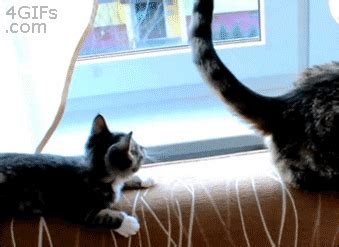 Cat Playing GIF - Find & Share on GIPHY