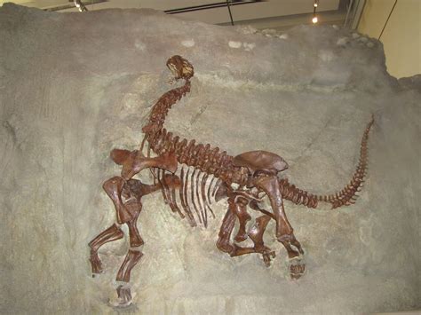 Camarasaurus Skeleton | This skeleton is from Dinosaur Natio… | Flickr