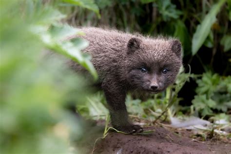 Photographing Adorable Arctic Fox Cubs Emerging From Their Dens | PetaPixel