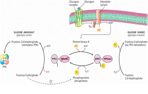 Fructose 2,6 bisphosphate - Alchetron, the free social encyclopedia