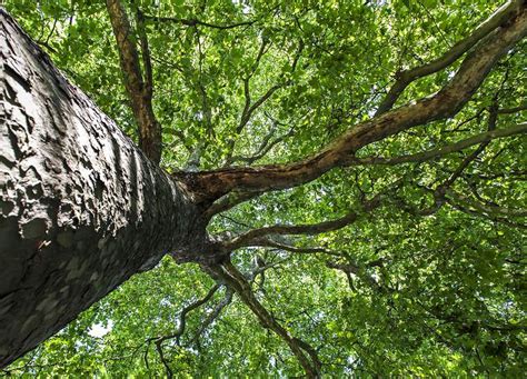 The Characteristics of the Silver Maple Tree