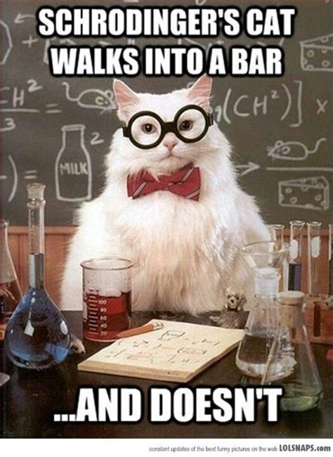 Schrödinger's Cat | nerdy love | Pinterest | Nerd humor, Chemistry cat, Nerdy jokes