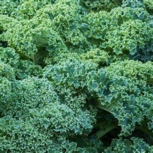 Kale Curly – Nurtured Earth Organics