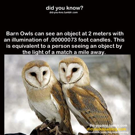 Barn Owls Owl Facts, Animal Facts, Beautiful Birds, Animals Beautiful, Animals And Pets, Baby ...