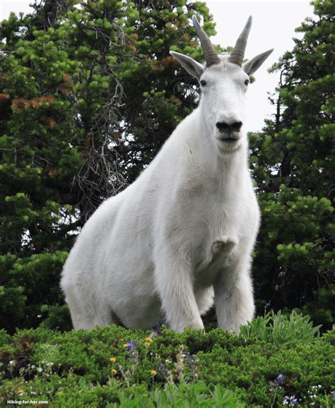 Mountain Goats And Hikers: Best Safety Tips