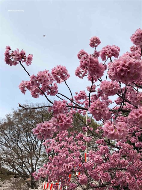 Hawaii Mom Blog: Visit Tokyo: Cherry Blossoms at Ueno Park