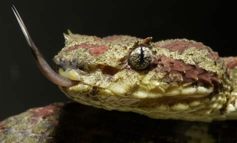 Eyelash palm pitviper | Smithsonian's National Zoo and Conservation ...