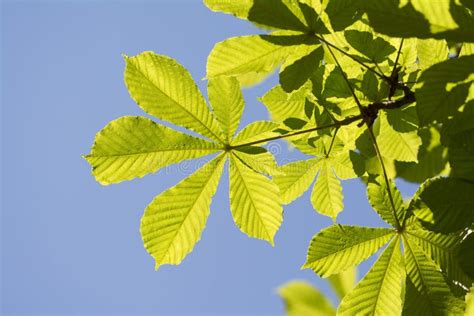 Buckeye or Horse Chestnut Green Leaves Stock Photo - Image of ...