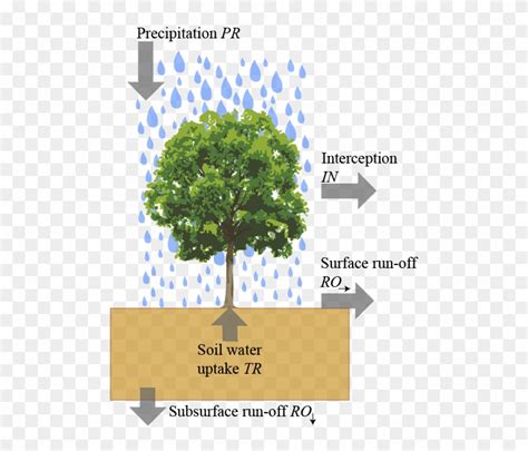 Water Enters The Ecosystem Through Precipitation E - Interception In ...