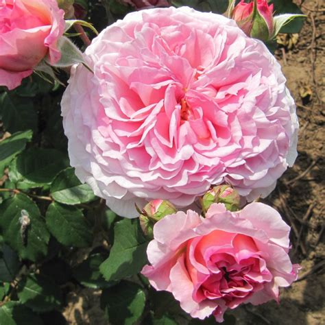 James Galway Rose | Pink Climbing Rose | The Fragrant Rose Company ...